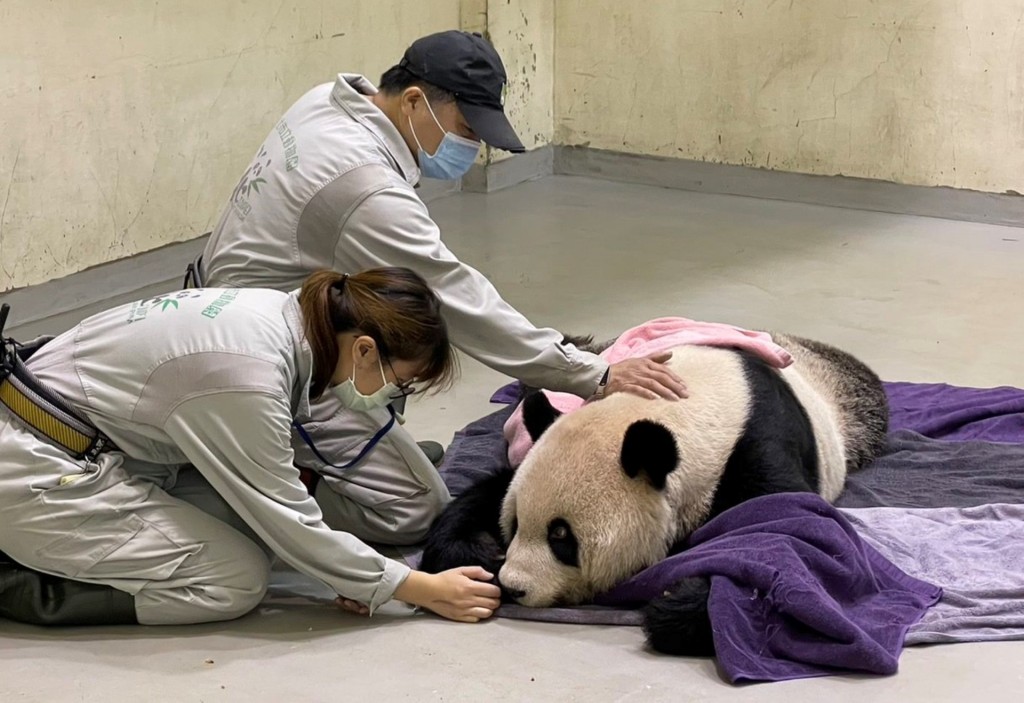 大貓熊「團團」已於去年11月逝世。台北市立動物園