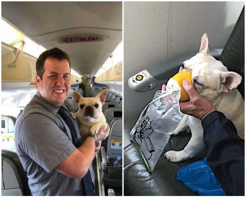 男机员及时送上氧气罩，挽救了达西一命。网图