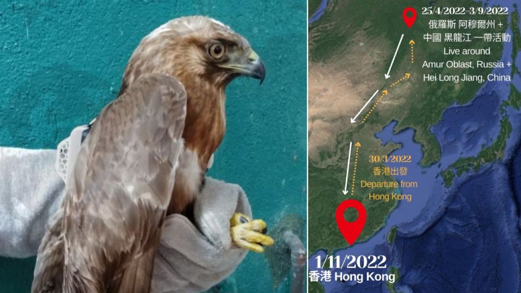 與香港淵源匪淺的一隻普通鵟，今年再度飛越萬里來港過冬。