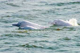 港大研究團隊首次從海豚的食物鏈證實，TPT會隨着海洋食物鏈倍增。