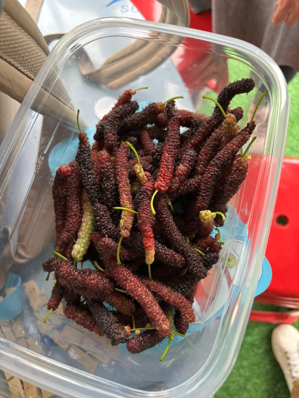 原來新鮮桑葚是這個樣子，可能有爸媽也未見過真身！（圖片來源：《親子王》）