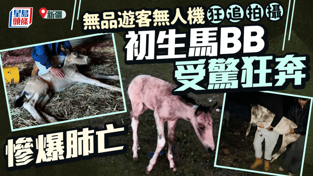 無品遊客︱無人機狂追拍攝  初生幼駒爆肺死亡