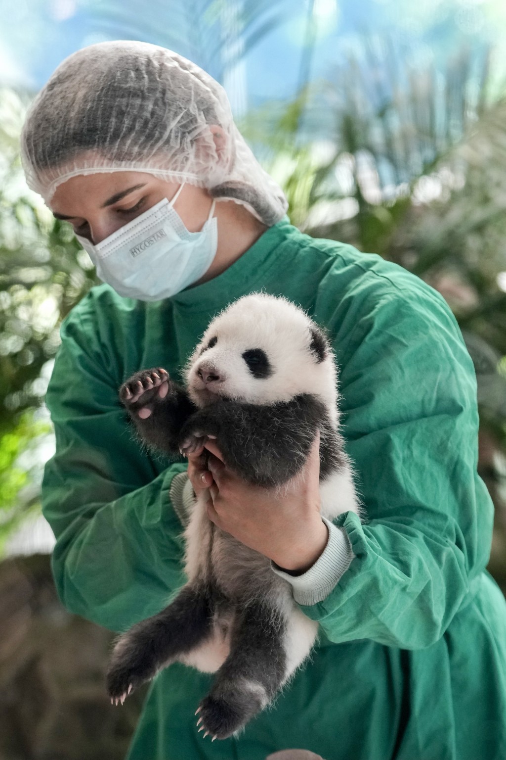 在柏林動物園，熊貓雙胞胎幼崽正式輪流與公眾見面。 美聯社