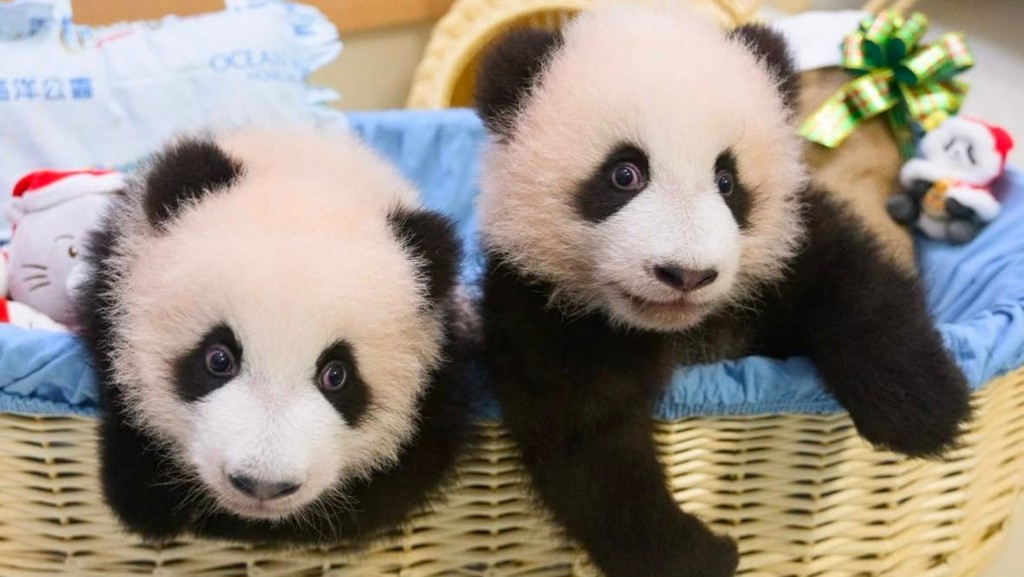 港產大熊貓龍鳳胎「家姐」和「細佬」2月16日將與公眾見面。