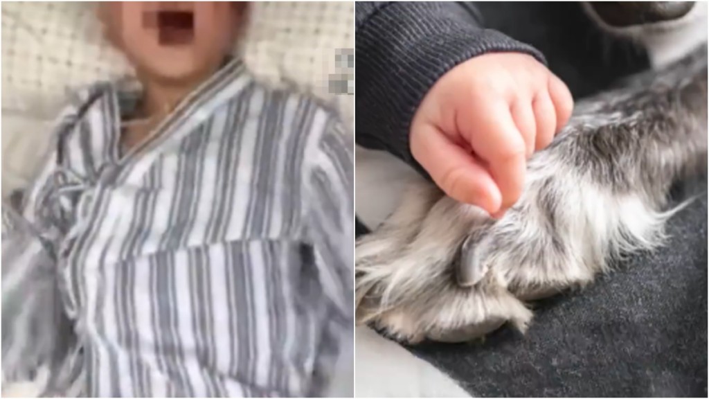 廣西8歲男童被狗抓傷,5天後確診狂犬病,20天後死亡。 網圖(示意圖)