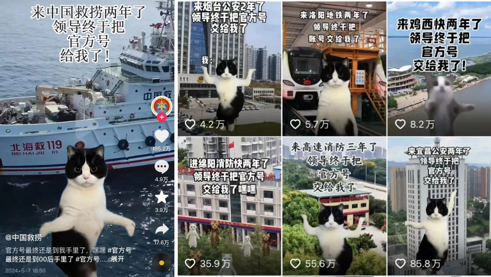 貓咪「霸屏」政務新媒體，火遍全網。