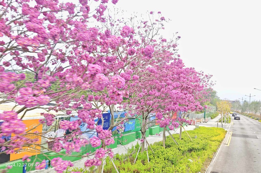 现场有数十棵紫花风铃木。图片授权蓝雨洋