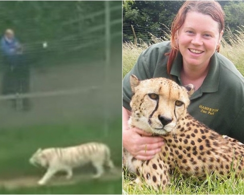 英國哈默頓野生動物園發生老虎咬死飼養員慘劇。