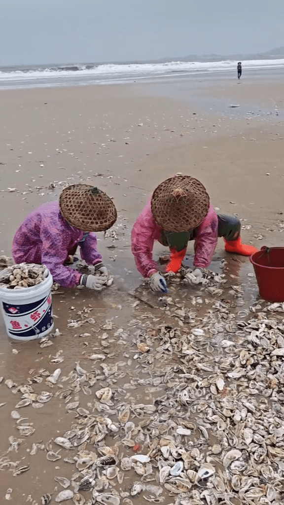 颱風後，在福建漳州，退潮後海灘遍地生蠔。