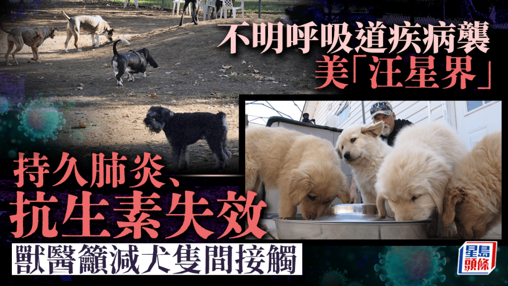 美國多個州出現狗隻呼吸道感染個案，症狀持久且對抗生素沒有反應。 