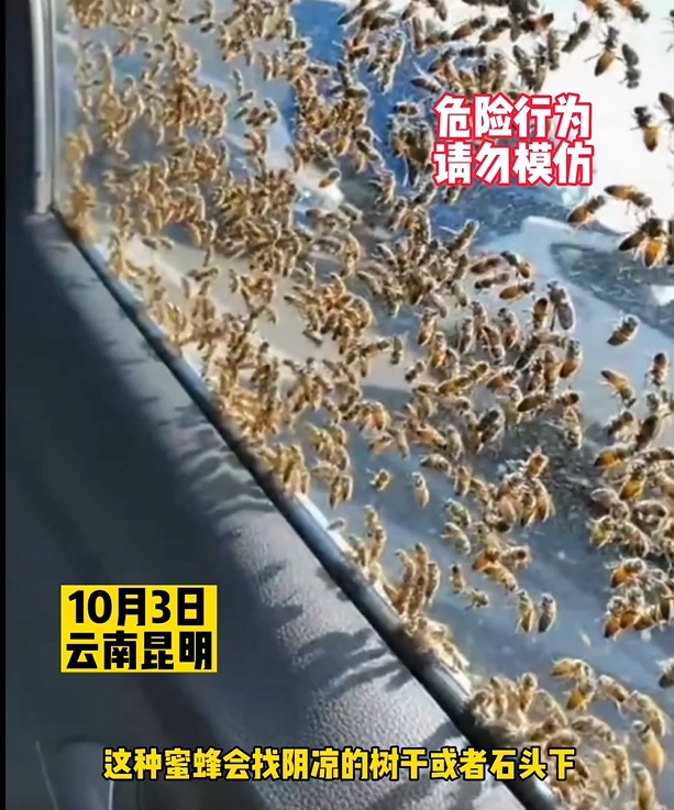 蜜蜂趴滿私家車車窗。網上圖片
