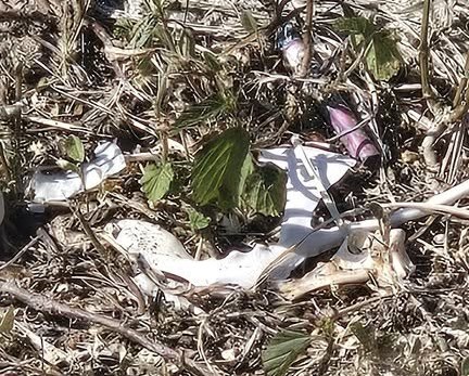 facebook截圖（資料來源：Patty Lee＠facebook將軍澳主場）