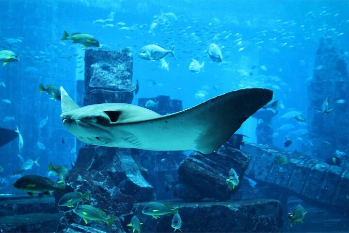在Lost Chambers水族館就如置身於在水底的古城亞特蘭提斯遺址中欣賞海洋生物，非常壯觀！圖片來源：EGL）