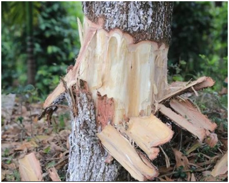 162棵树惨遭剥皮。