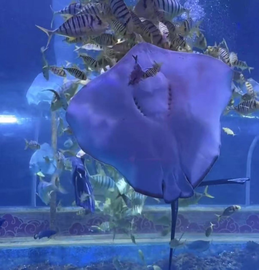 海洋館魔鬼魚吞食小黃魚。抖音@小諾日記 海洋館魔鬼魚吞食小黃魚。抖音@小諾日記
