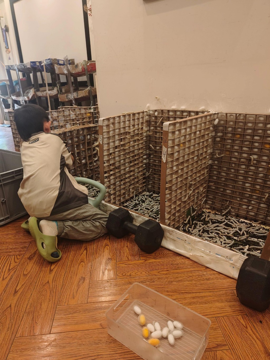 阮女士全力支持兒子在家養蠶做蠶絲被。抖音