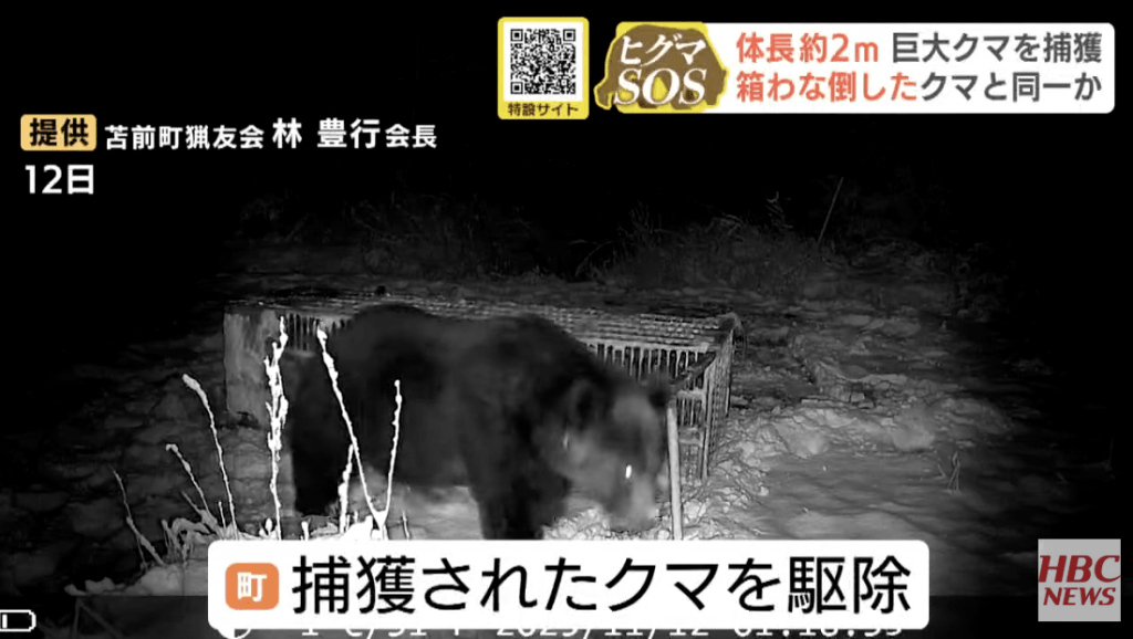 早前更有攝影畫面顯示，一頭棕熊在雪地上徘徊，面對重約300公斤、以鹿肉作誘餌的捕熊籠，不但沒有上當，反而以前爪輕鬆搖晃籠身，更直接將整個陷阱推翻後離去，被日本網民稱為「古惑熊」。HBC NEWS畫面截圖