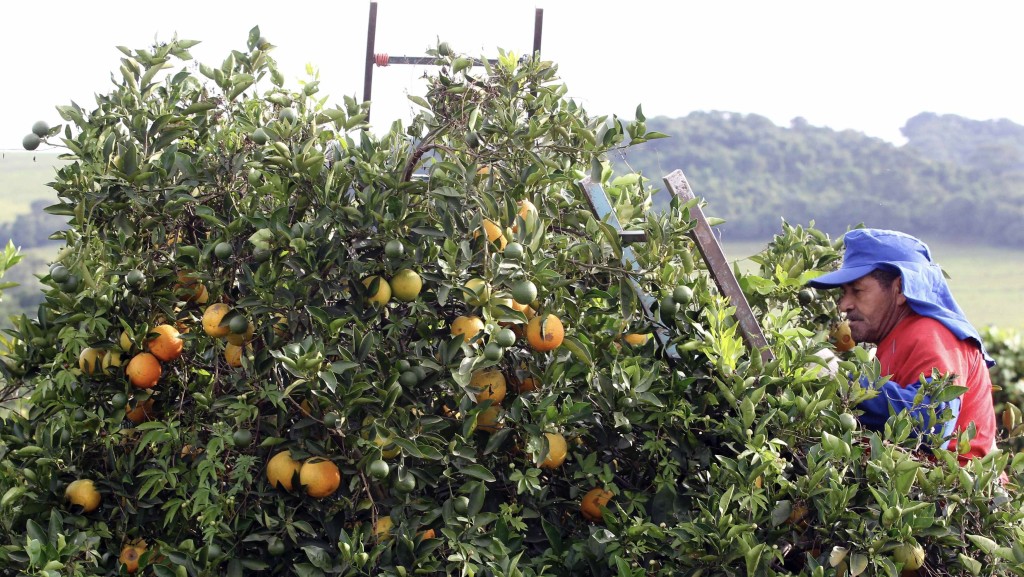 工人爬到樹上摘橙。 路透社資料圖