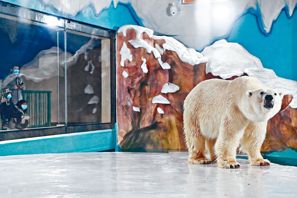 ■在哈爾濱極地公園的北極熊館，遊客在觀賞北極熊。