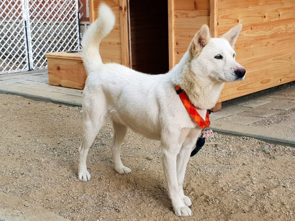 文在寅當年獲金正恩贈送北韓國寶豐山犬，成國際傳媒焦點。（美聯社）