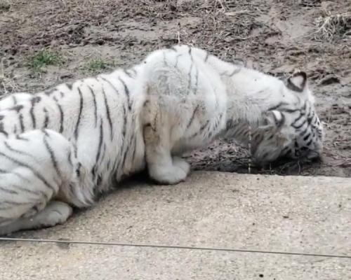 武漢動物園白虎暴瘦，餓到吃土，園方回應指牠在吃食物殘渣。(網圖)