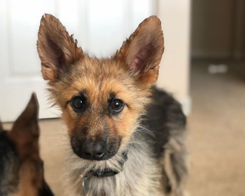 Ranger現時已經2歲，但仍保持着幼犬體形。網圖