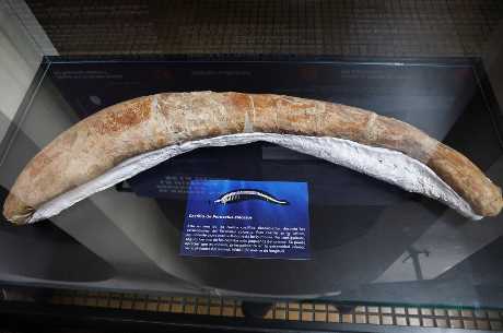 「巨像秘鲁鲸」的骨骼化石。路透社