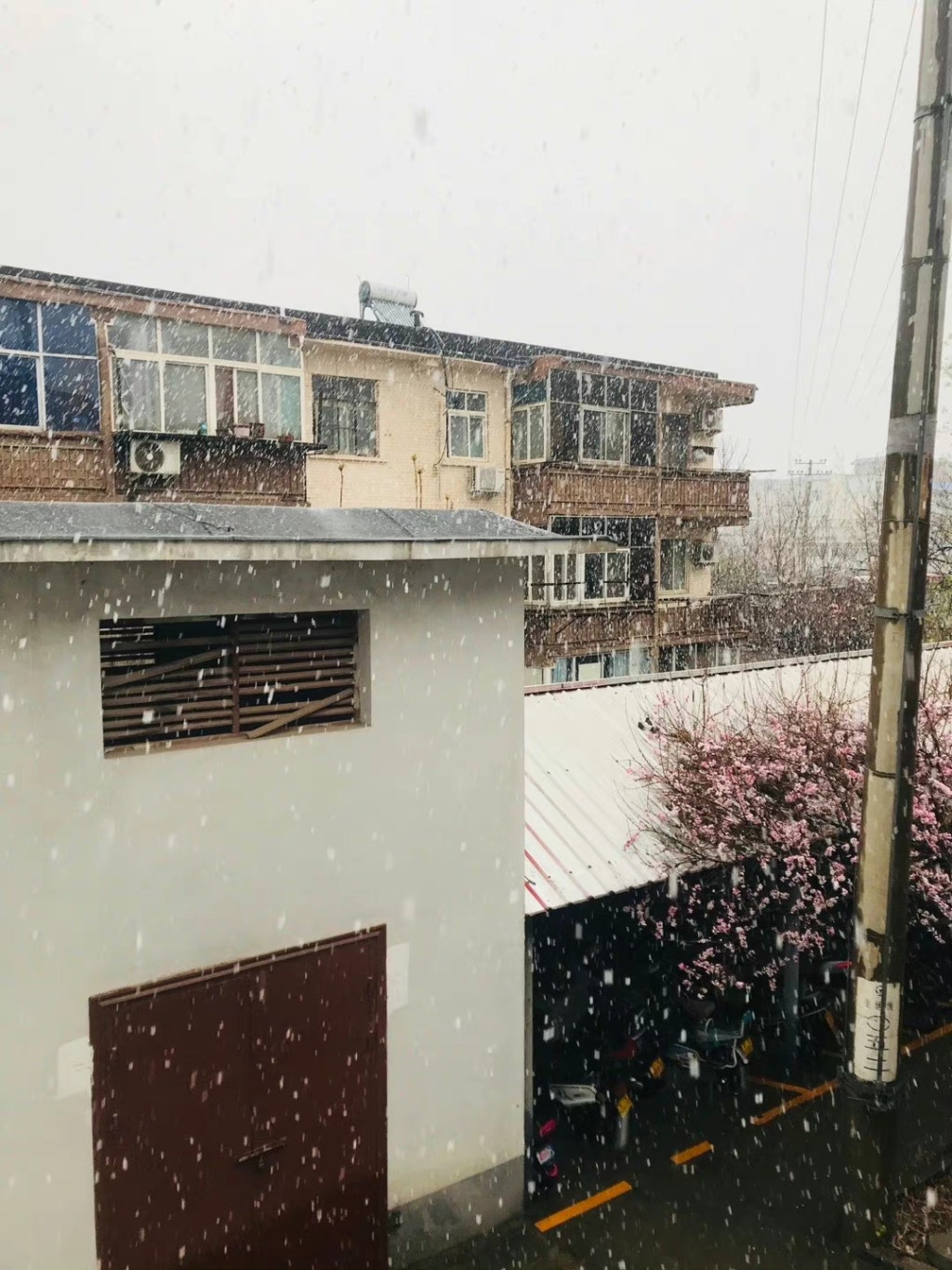 河南3月突「飛雪」。 微博圖