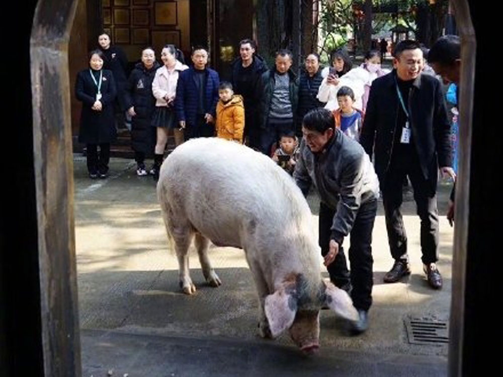 不計其數的遊客曾前來看望豬堅強。