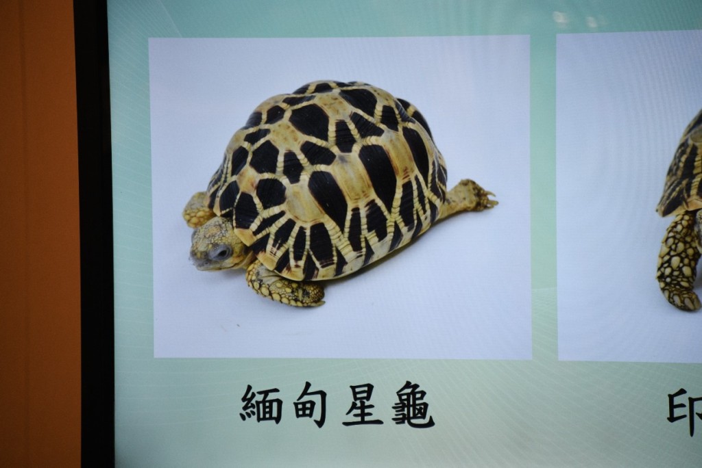 缅甸星龟亦为濒危物种。