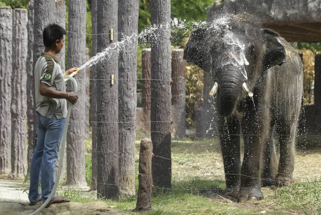 曼谷動物園工作人員噴水助大象降溫。美聯社