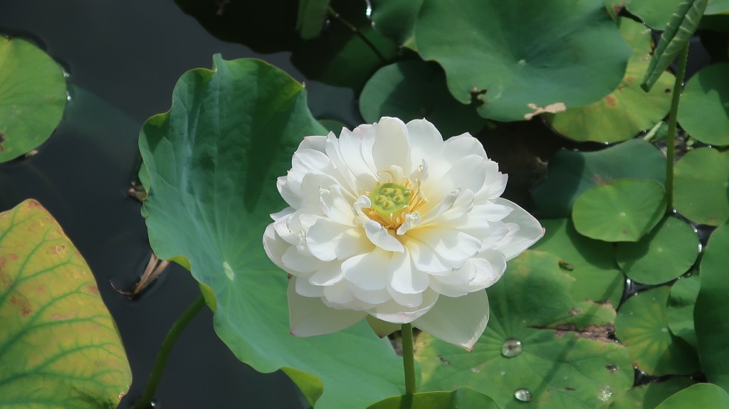 粉嶺康樂公園荷花。「康文賞花情報」截圖 粉嶺康樂公園荷花。「康文賞花情報」截圖
