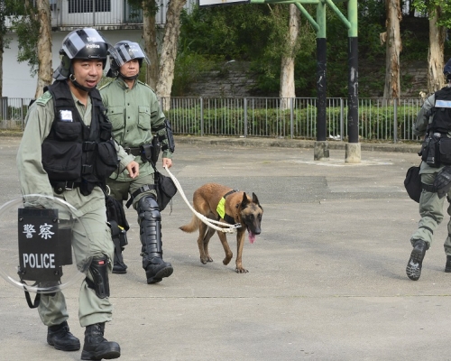 警方確認由6月至今,沒有警犬因為處理示威活動而死亡或不適。 資料圖片