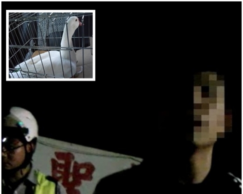 青年被当场拘捕，布袋内搜出白色活鸭（小图）。