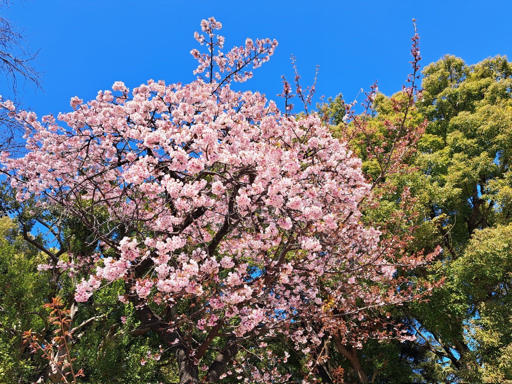 東京上野公園是著名的賞櫻地點。（X@s_marron2008）