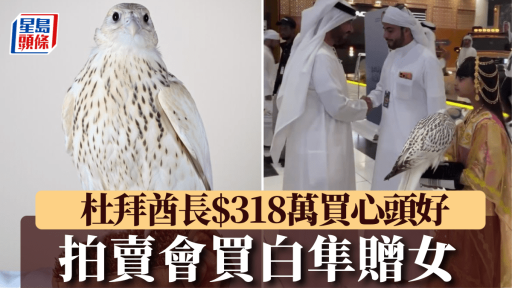 杜拜酋長318萬港元買下純白隼贈愛女，創今年最高拍賣紀錄。