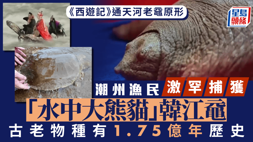 廣東潮州漁民捕到韓江黿,體重超5公斤。