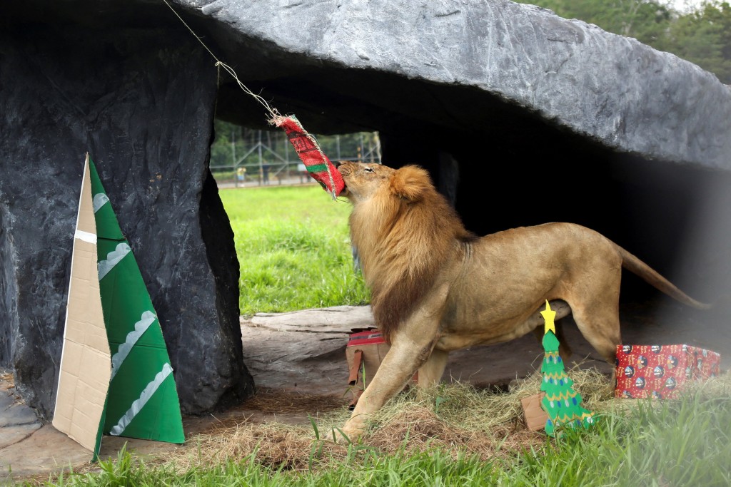 哥倫比亞一間動物園慶祝聖誕。路透社