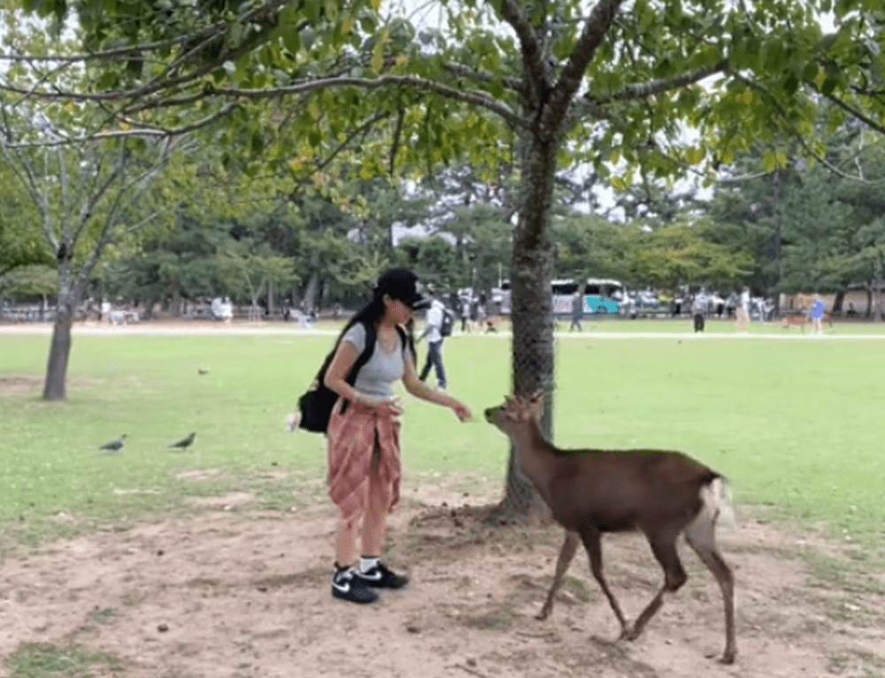 內地女生發布影片稱被日本小鹿襲擊大腿受傷。