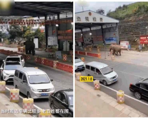 野象大搖大擺過關。網圖