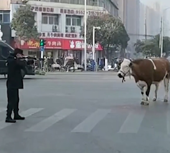警察持枪接近疯牛。