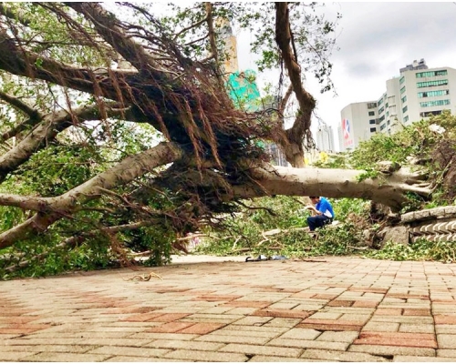 「山竹」襲港期間多處塌樹。資料圖片