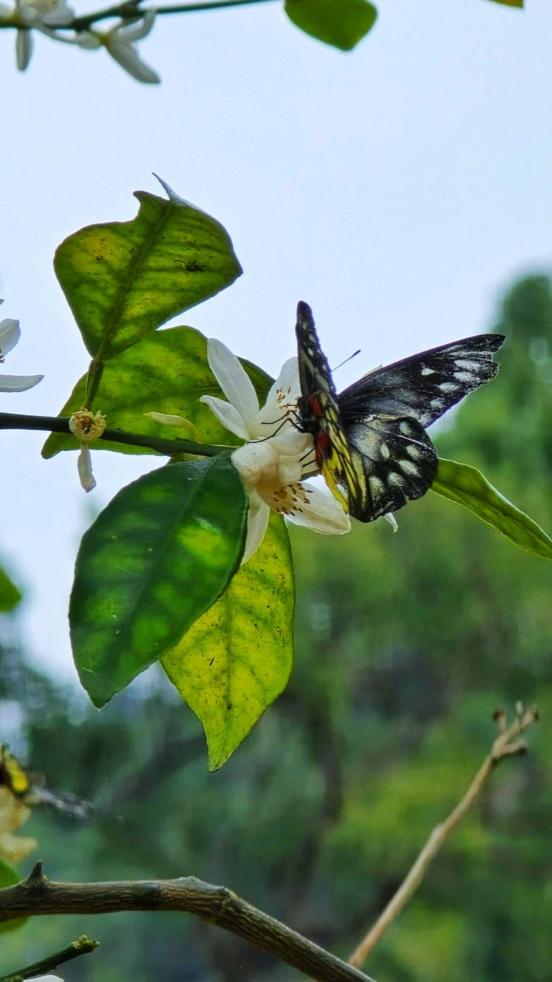 报喜斑粉蝶成蝶后只有数天至两周寿命。