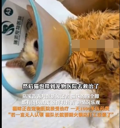 受傷的花貓被送往治療。