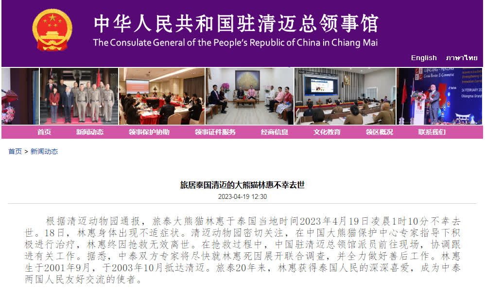 旅泰大熊貓「林惠」不幸去世。中國駐清邁總領館網頁圖