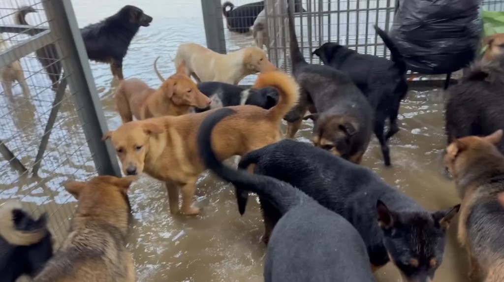 本港今日（14日）早上落起連場暴雨。主力前線救援的動物保護組織「浪浪協進會」，位於屯門的狗場今早在黑色暴雨警告信號下出現嚴重水浸，場地頓變澤國，水深及膝。面對洪水來襲，狗狗也露出無奈神色。fb「浪浪協進會」截圖
