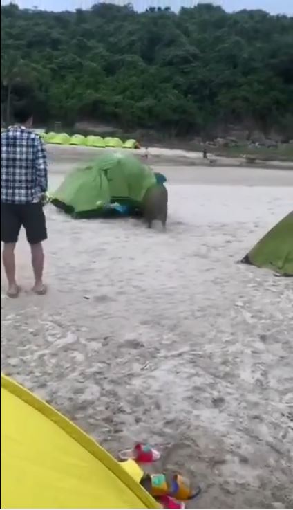 一隻野豬突然出現,並在看準一個綠色營後高速將它拖走。影片截圖