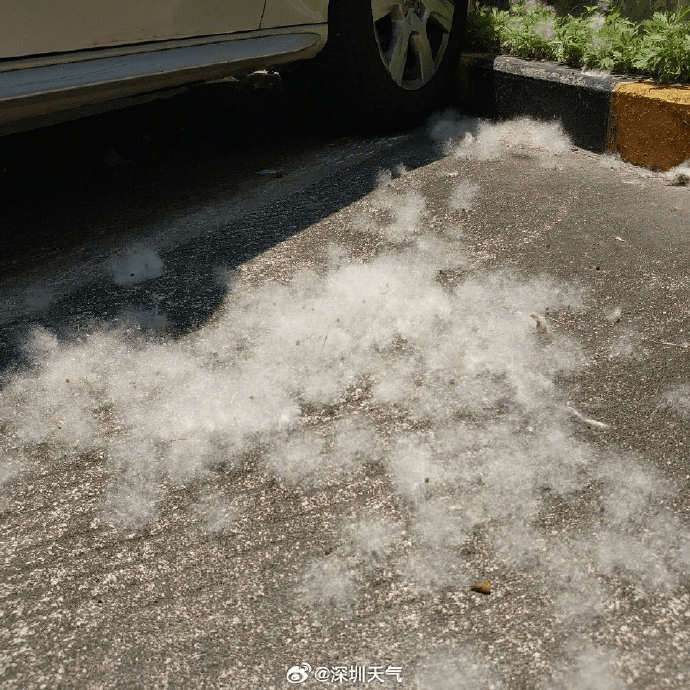 地上木棉飛絮如積雪。