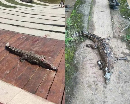 鹹水鱷。