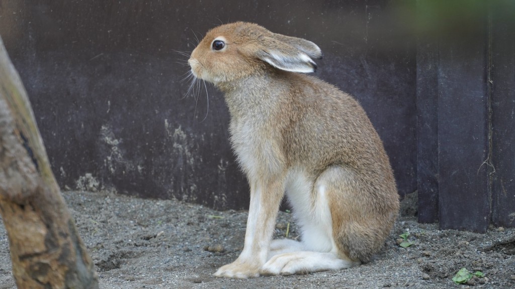 北海道雪兔站長腿「好有用」，可以快速奔跑。円山動物園twitter
